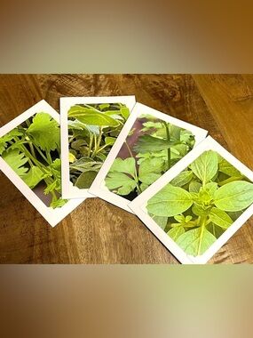 Green Botanical Greeting Cards - Set of 4